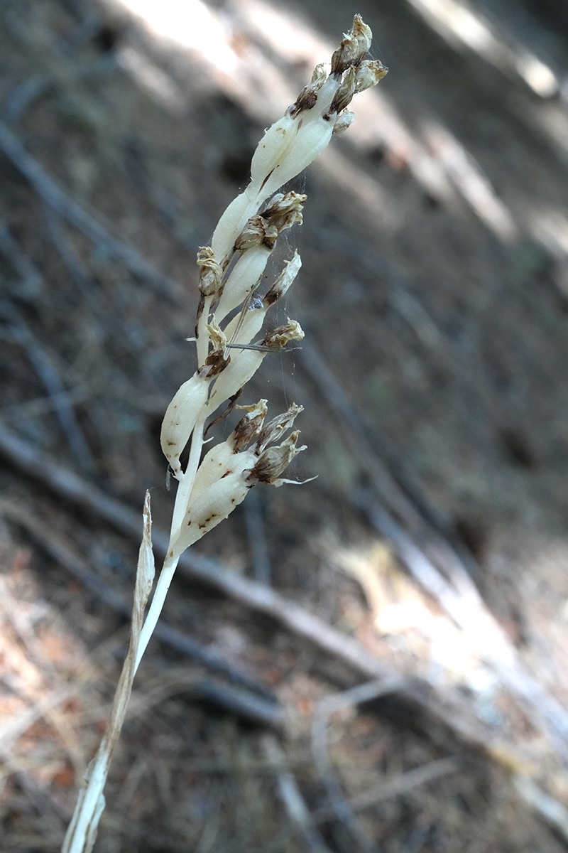 Cephalanthera austiniae