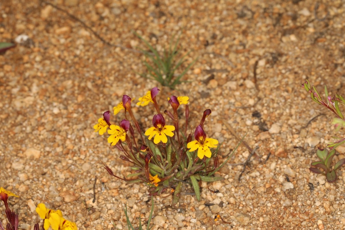 Erythranthe barbata