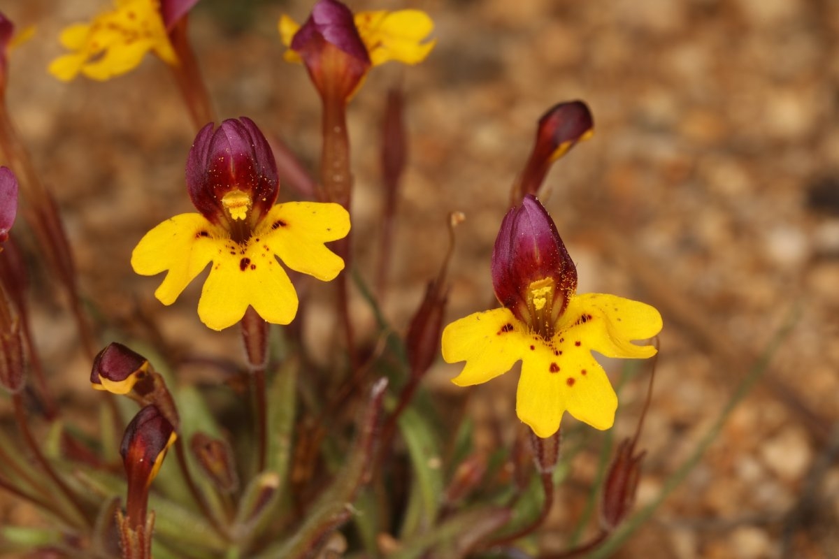 Erythranthe barbata