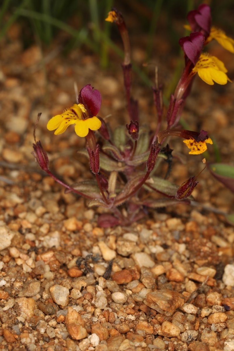 Erythranthe barbata