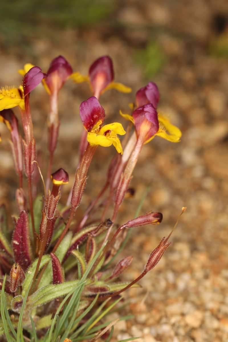 Erythranthe barbata