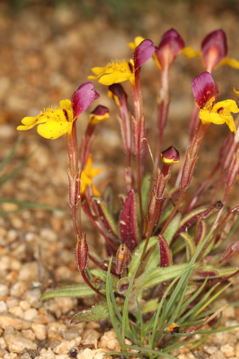 Erythranthe barbata