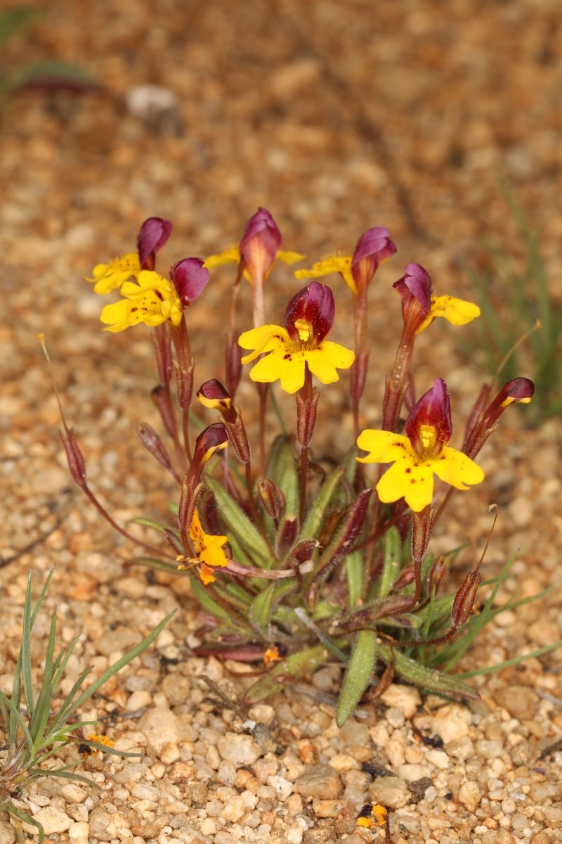 Erythranthe barbata