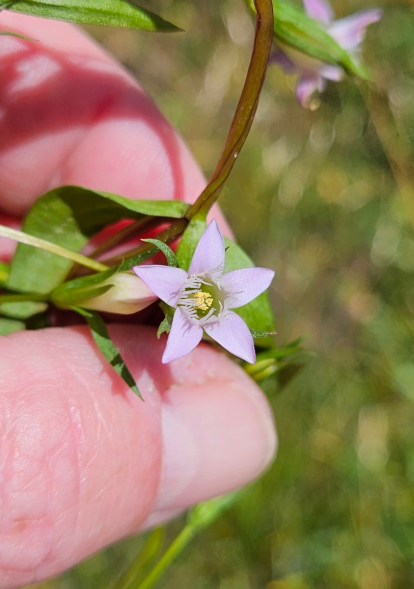 Gentianella amarella ssp. acuta