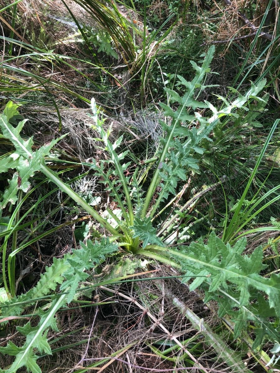 Cirsium andrewsii