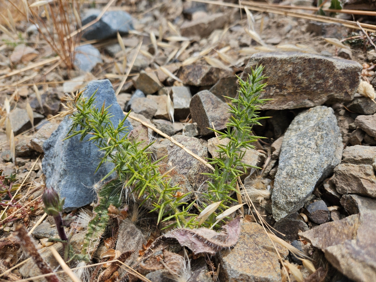 Ulex europaeus