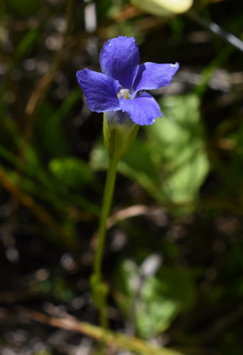 Gentianopsis simplex