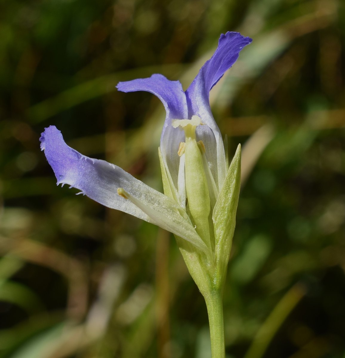 Gentianopsis simplex