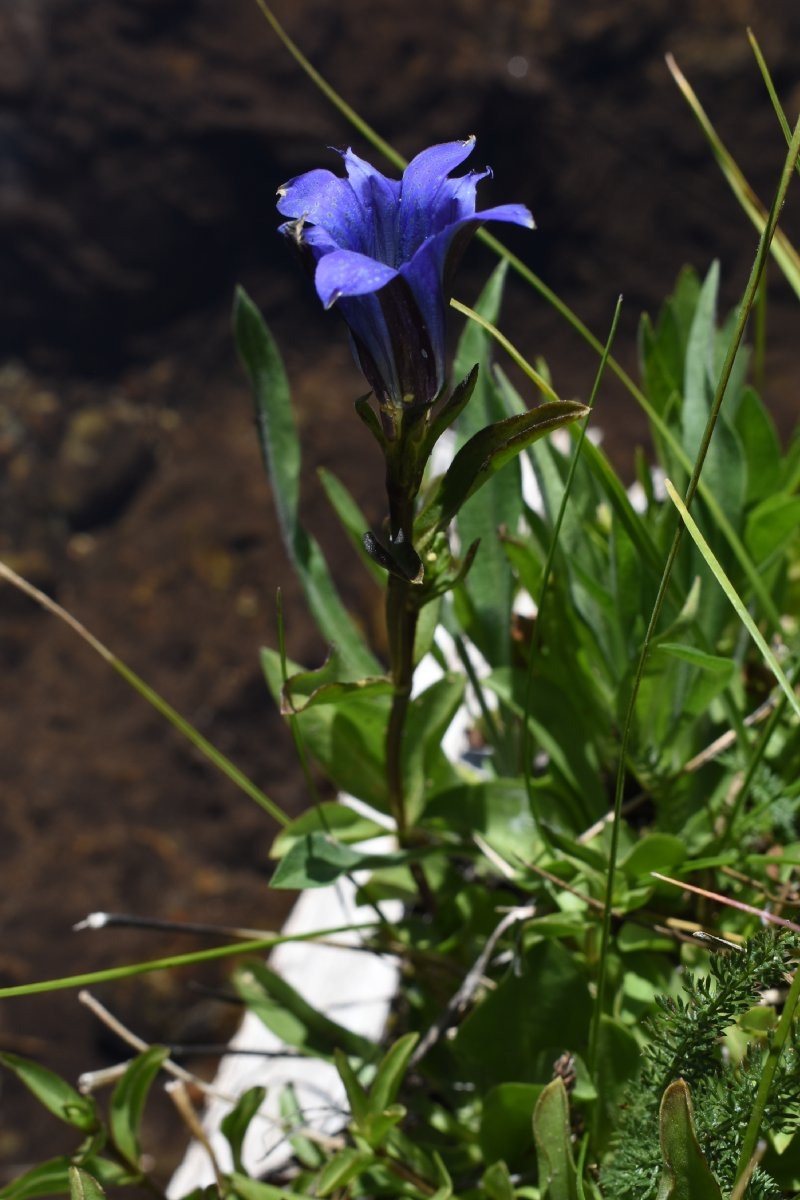 Gentiana newberryi var. newberryi