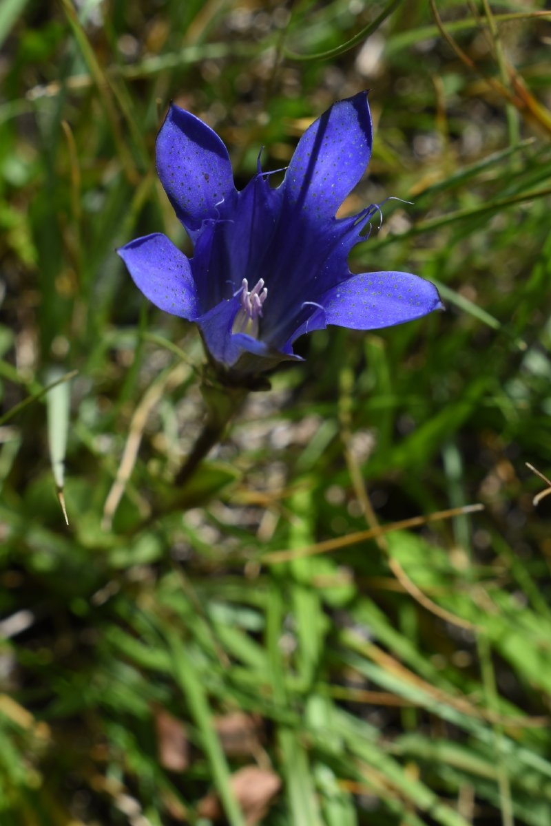 Gentiana newberryi var. newberryi