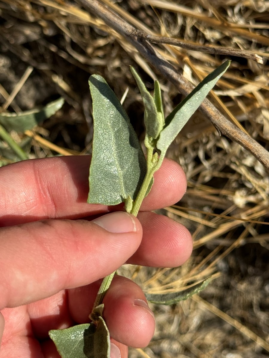 Atriplex patula