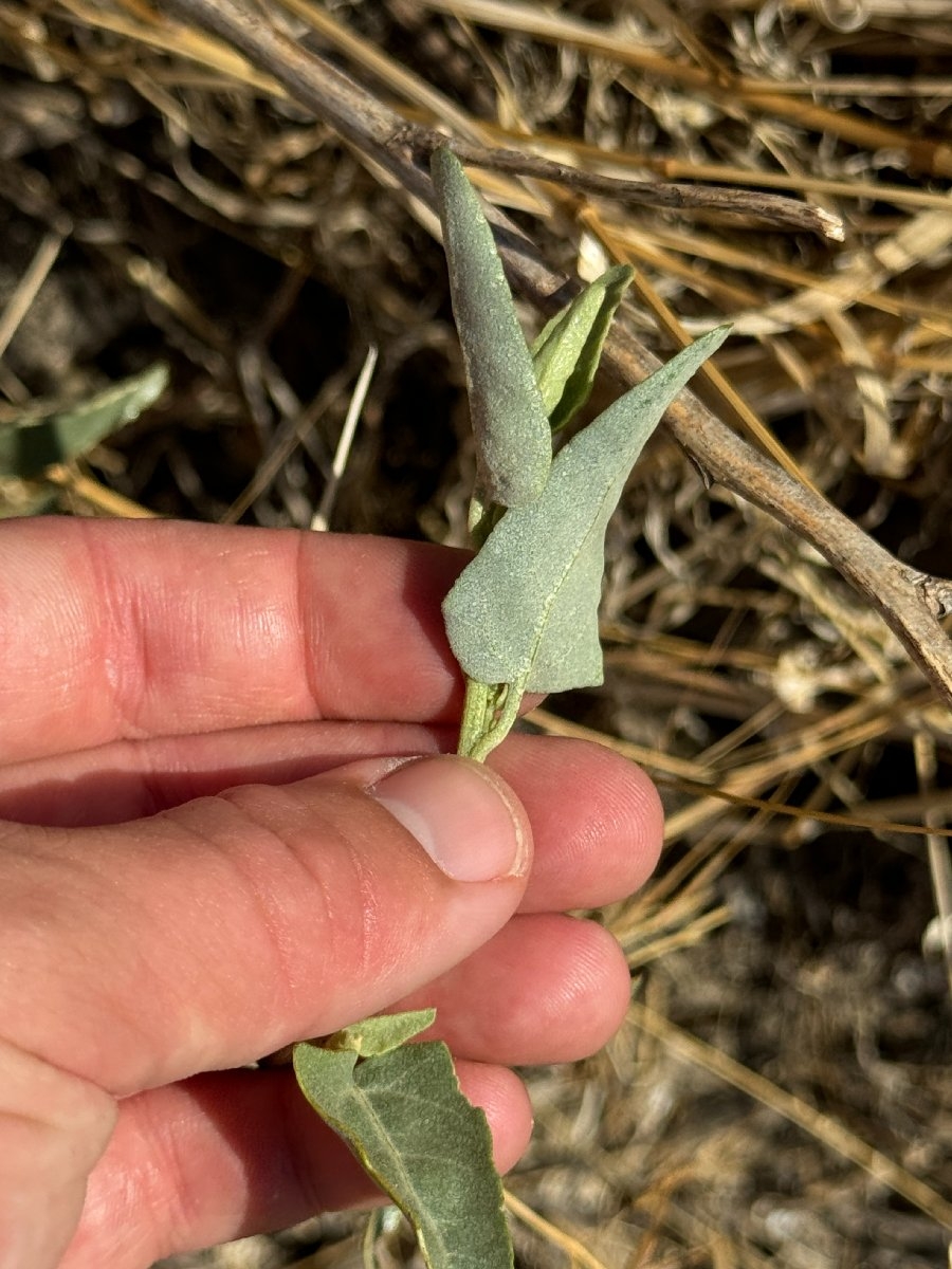 Atriplex patula