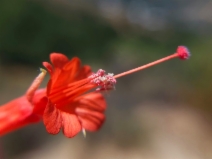 Epilobium canum ssp. canum