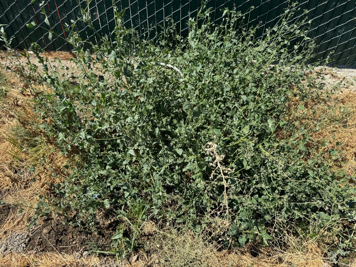 Atriplex patula