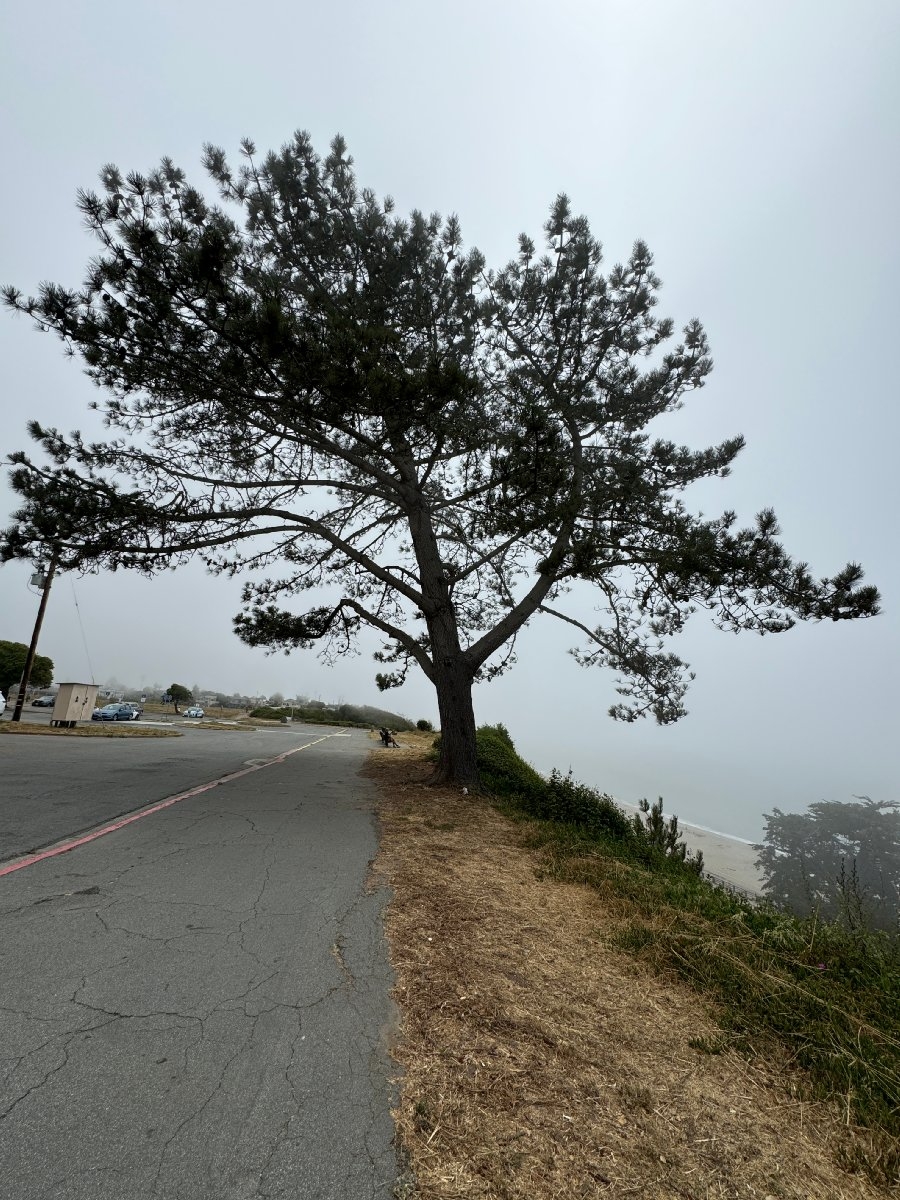 Pinus torreyana ssp. torreyana