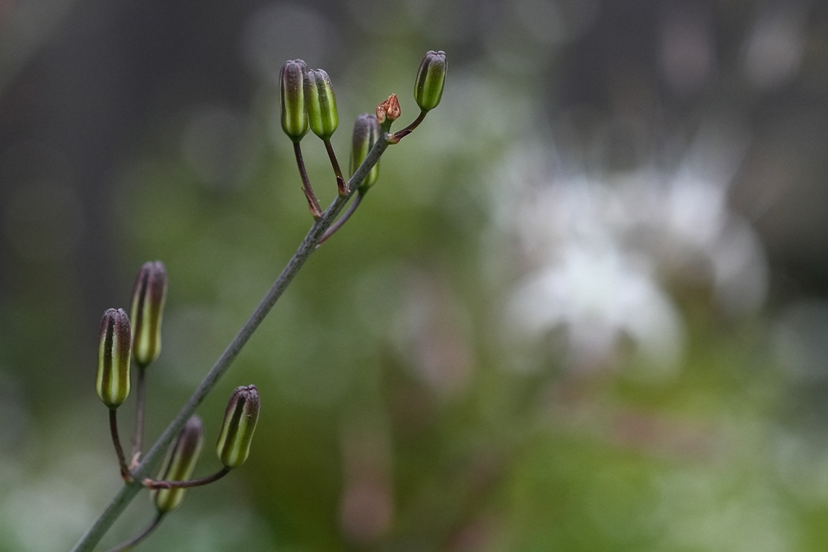 Chlorogalum pomeridianum var. pomeridianum