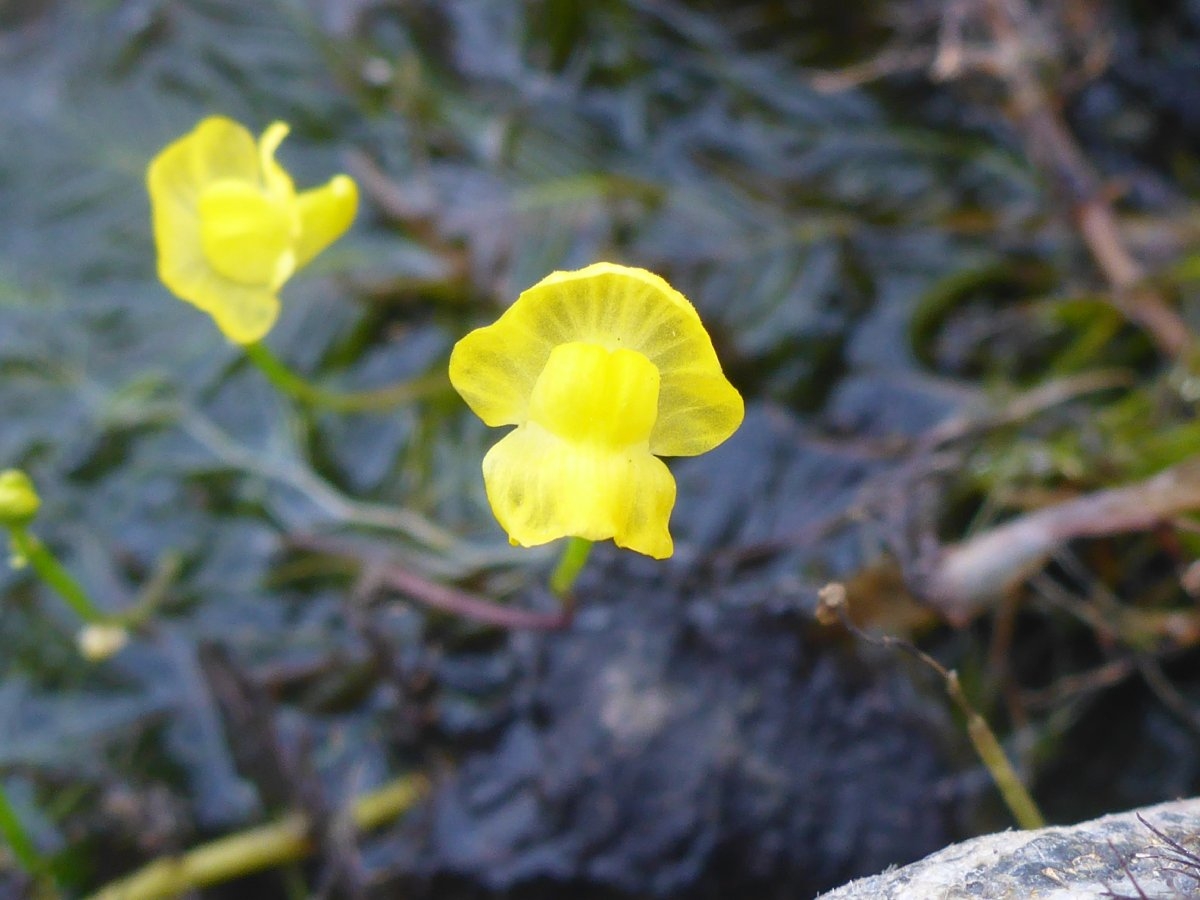 Utricularia gibba