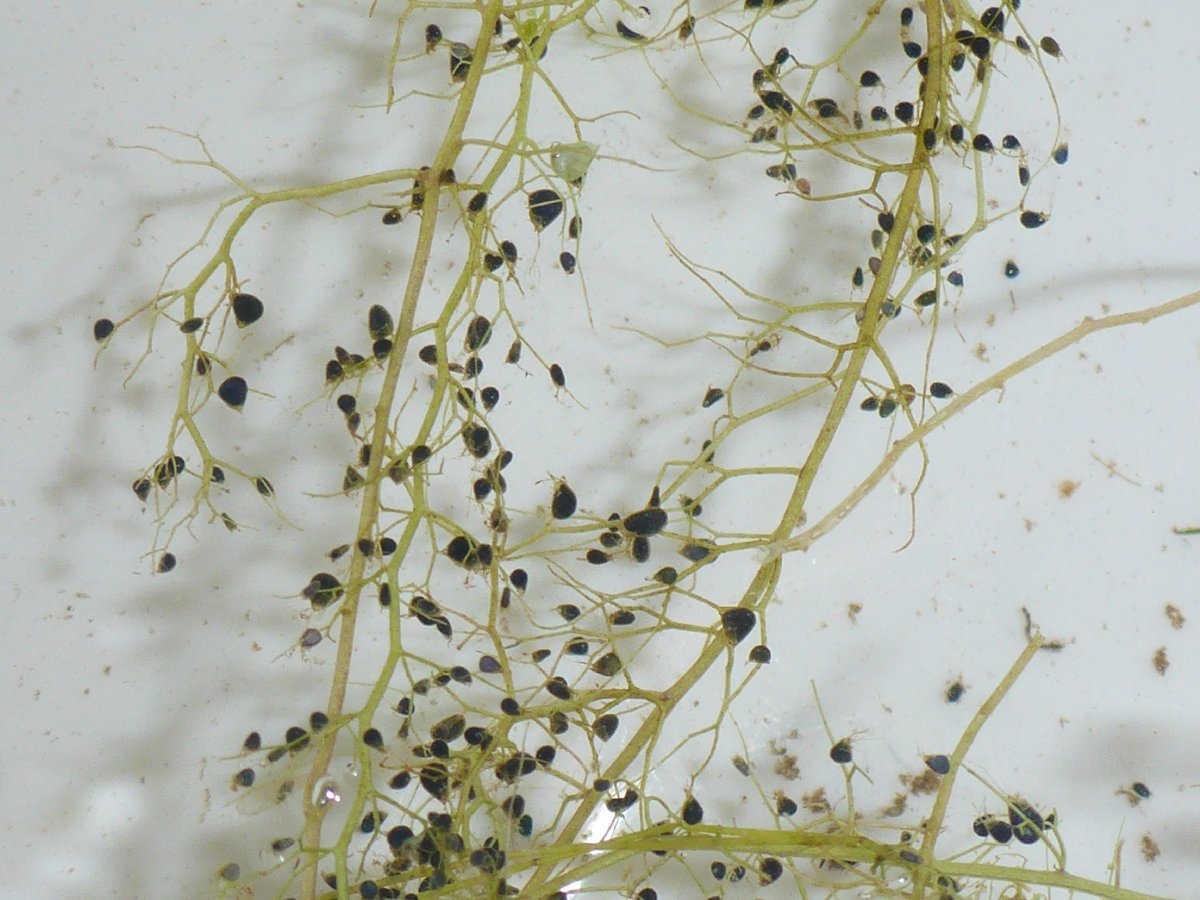 Utricularia gibba