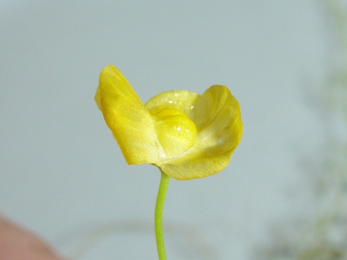 Utricularia gibba