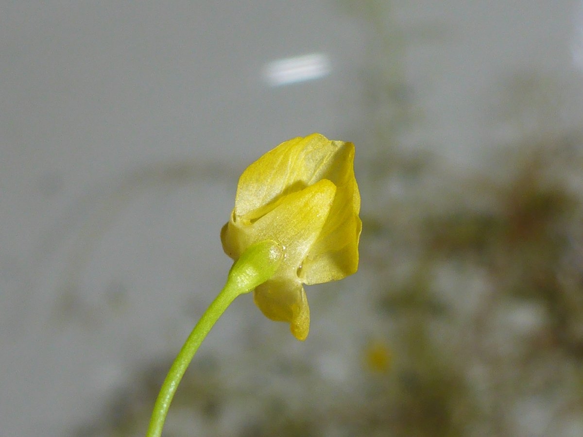 Utricularia gibba