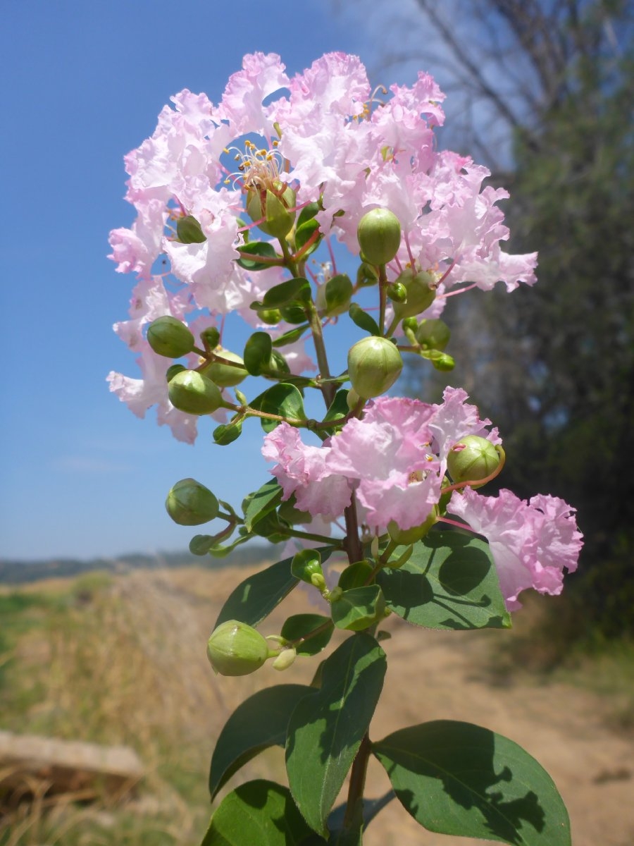 Lagerstroemia indica