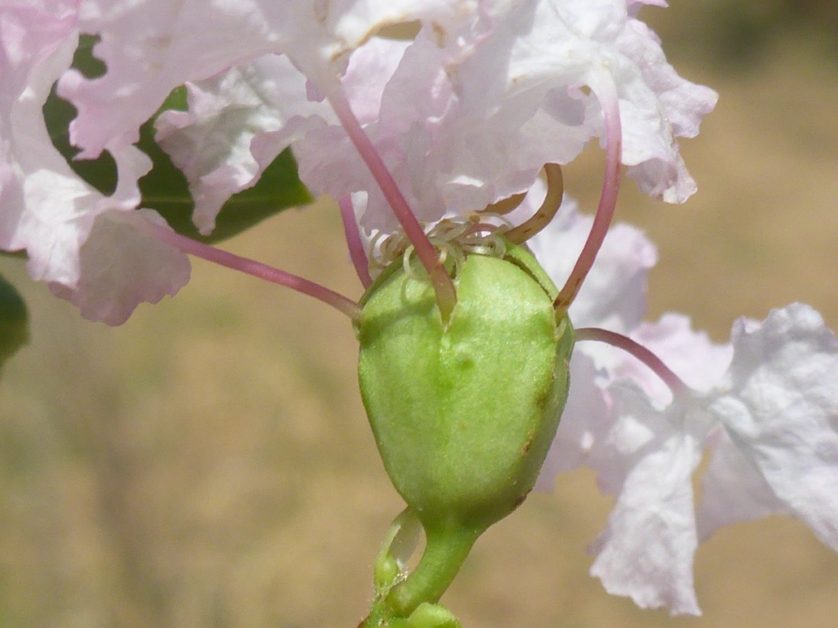 Lagerstroemia indica