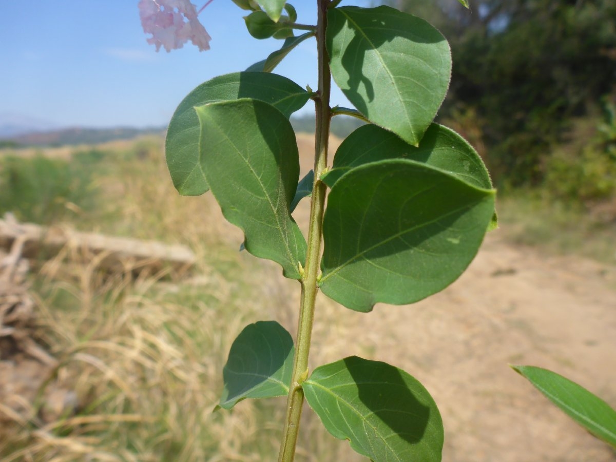 Lagerstroemia indica