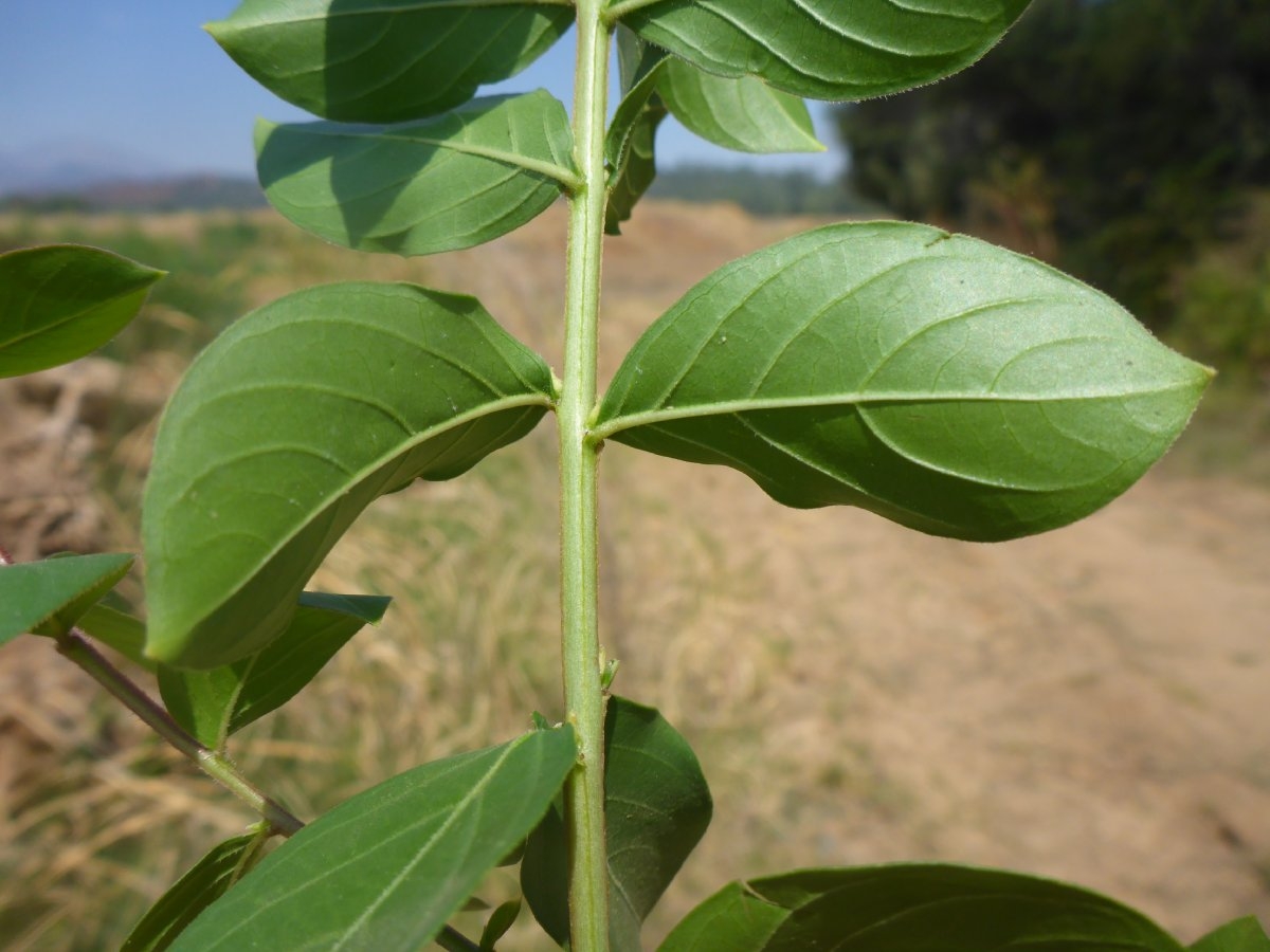 Lagerstroemia indica