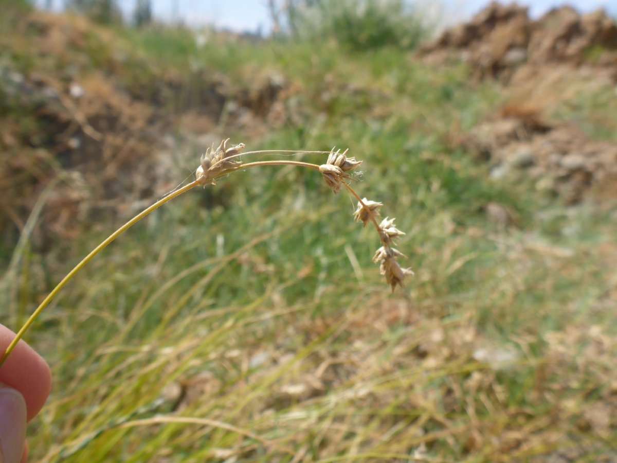 Carex divulsa