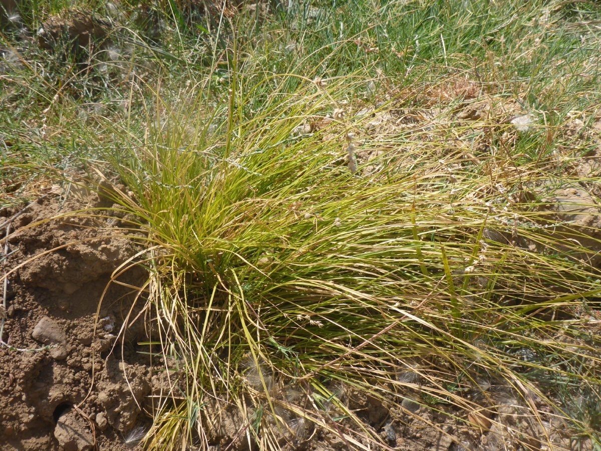 Carex divulsa