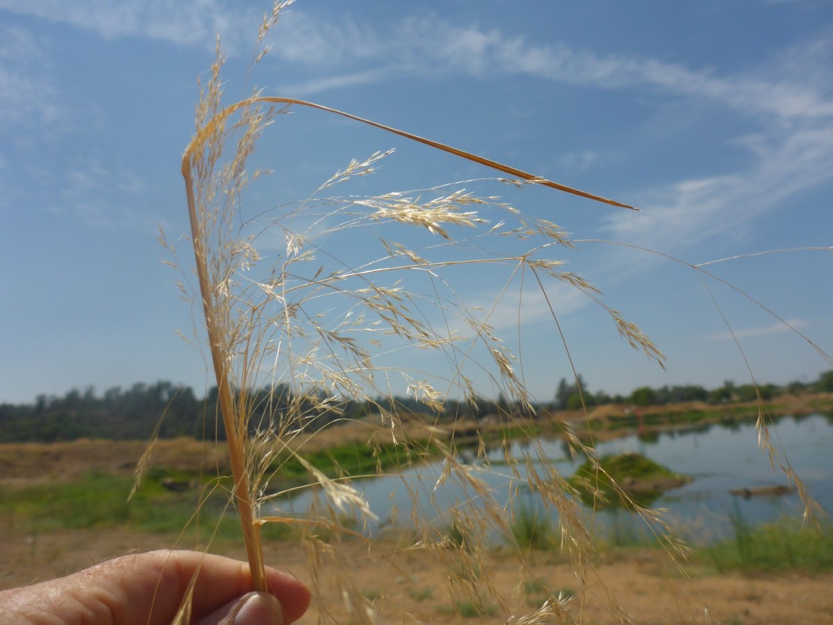 Agrostis avenacea