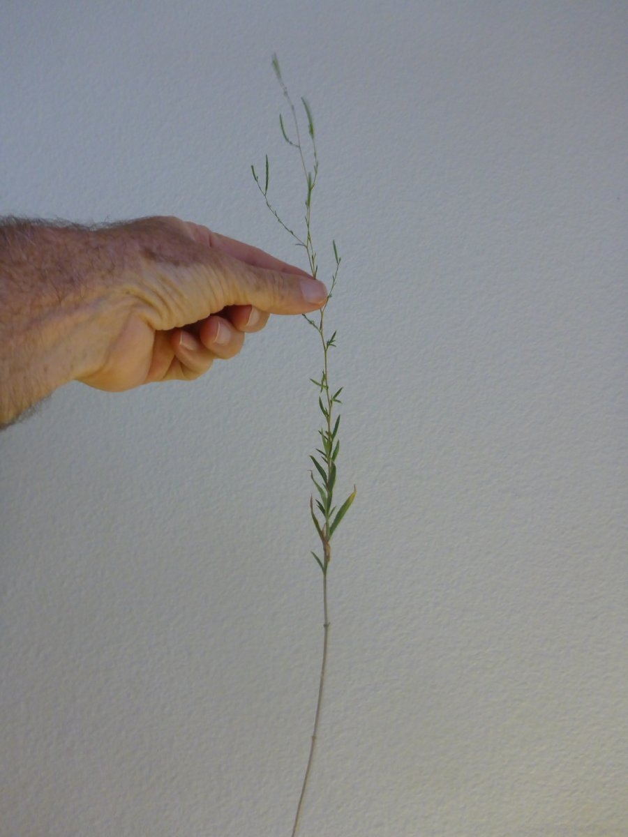 Epilobium foliosum