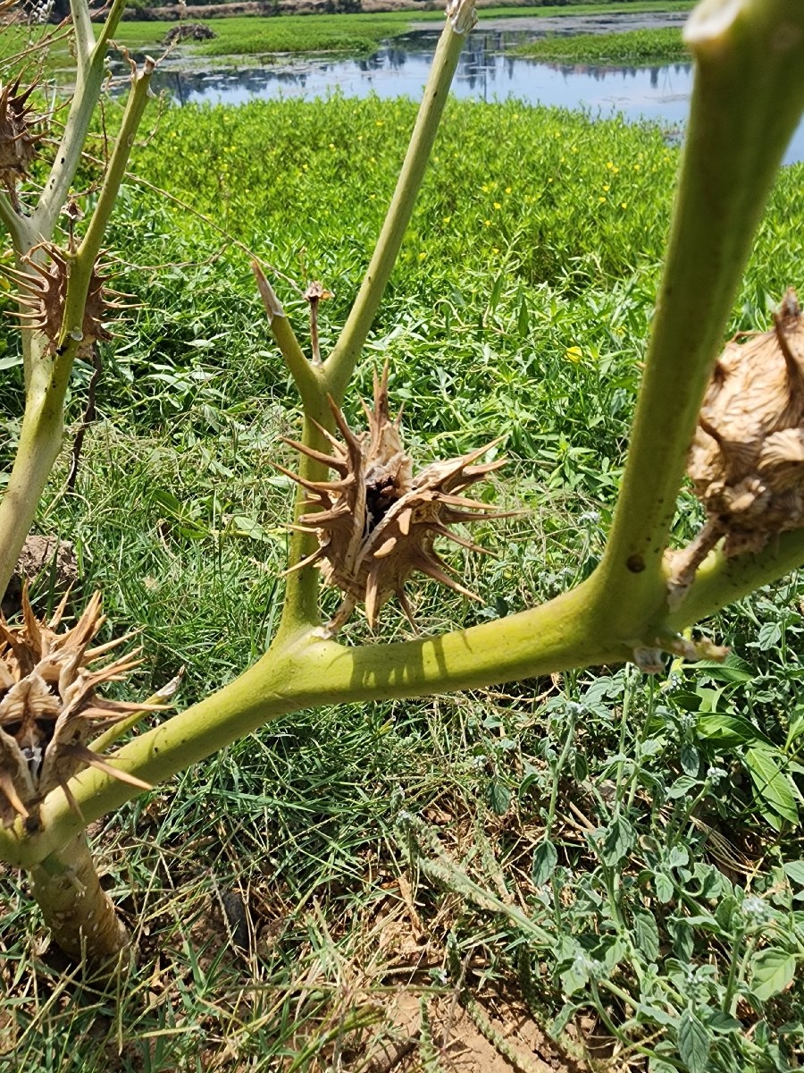 Datura ferox