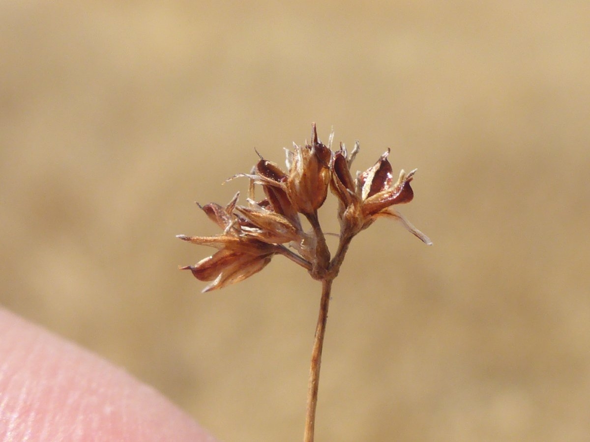 Juncus leiospermus var. leiospermus