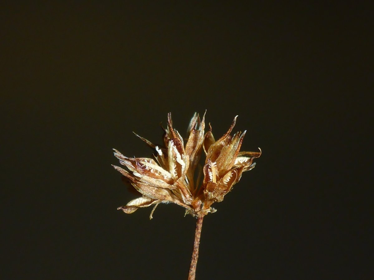 Juncus leiospermus var. leiospermus