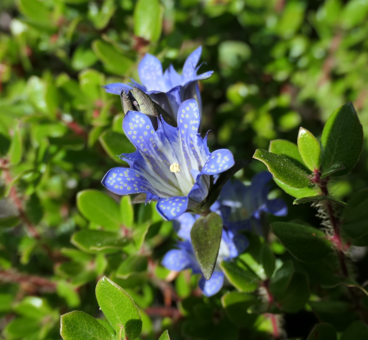 Gentiana affinis var. ovata