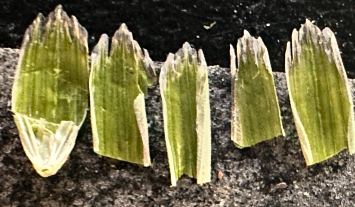 Glyceria declinata