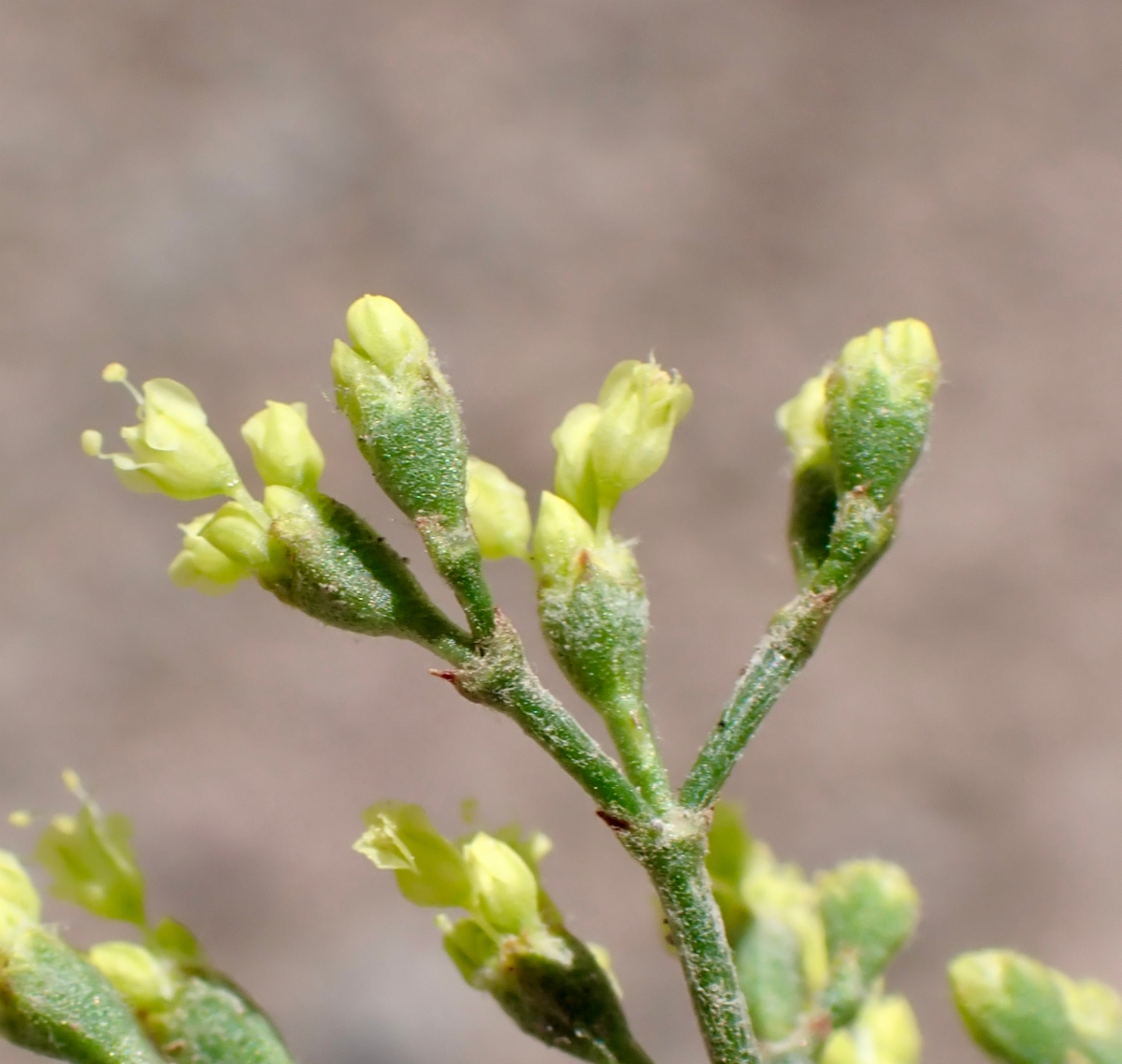 Eriogonum microtheca var. ambiguum