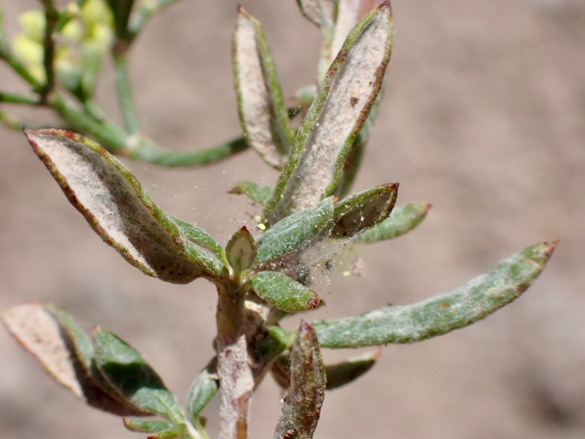 Eriogonum microtheca var. ambiguum