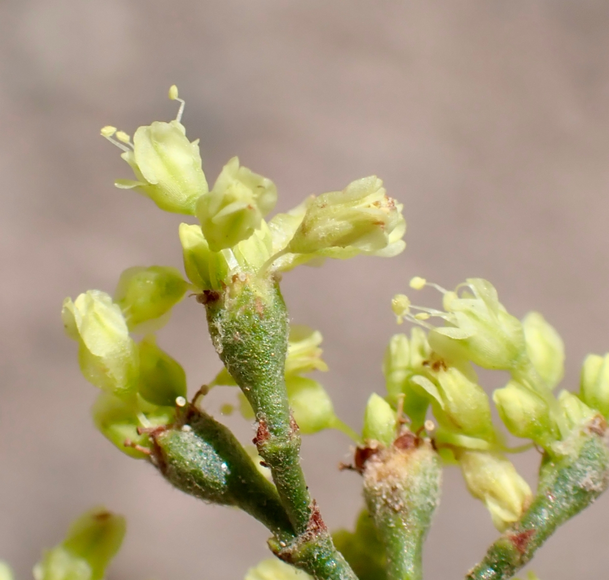 Eriogonum microtheca var. ambiguum