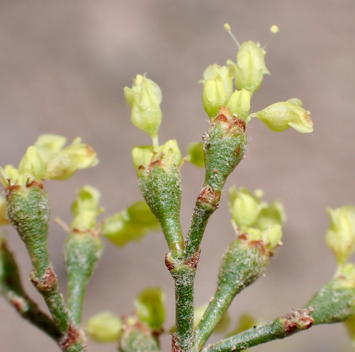 Eriogonum microtheca var. ambiguum