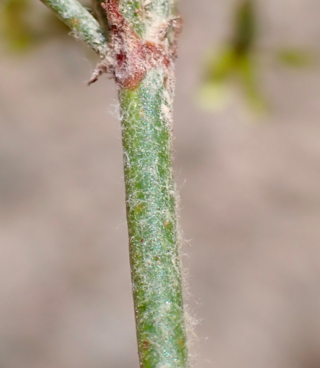 Eriogonum microtheca var. ambiguum