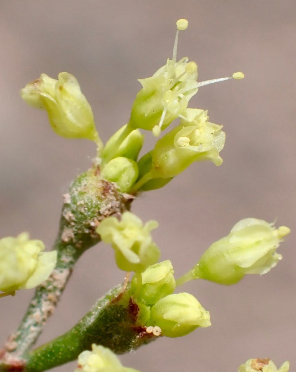 Eriogonum microtheca var. ambiguum