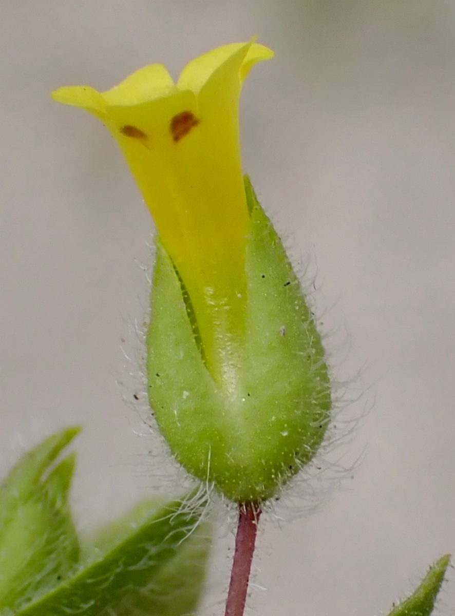 Mimetanthe pilosa