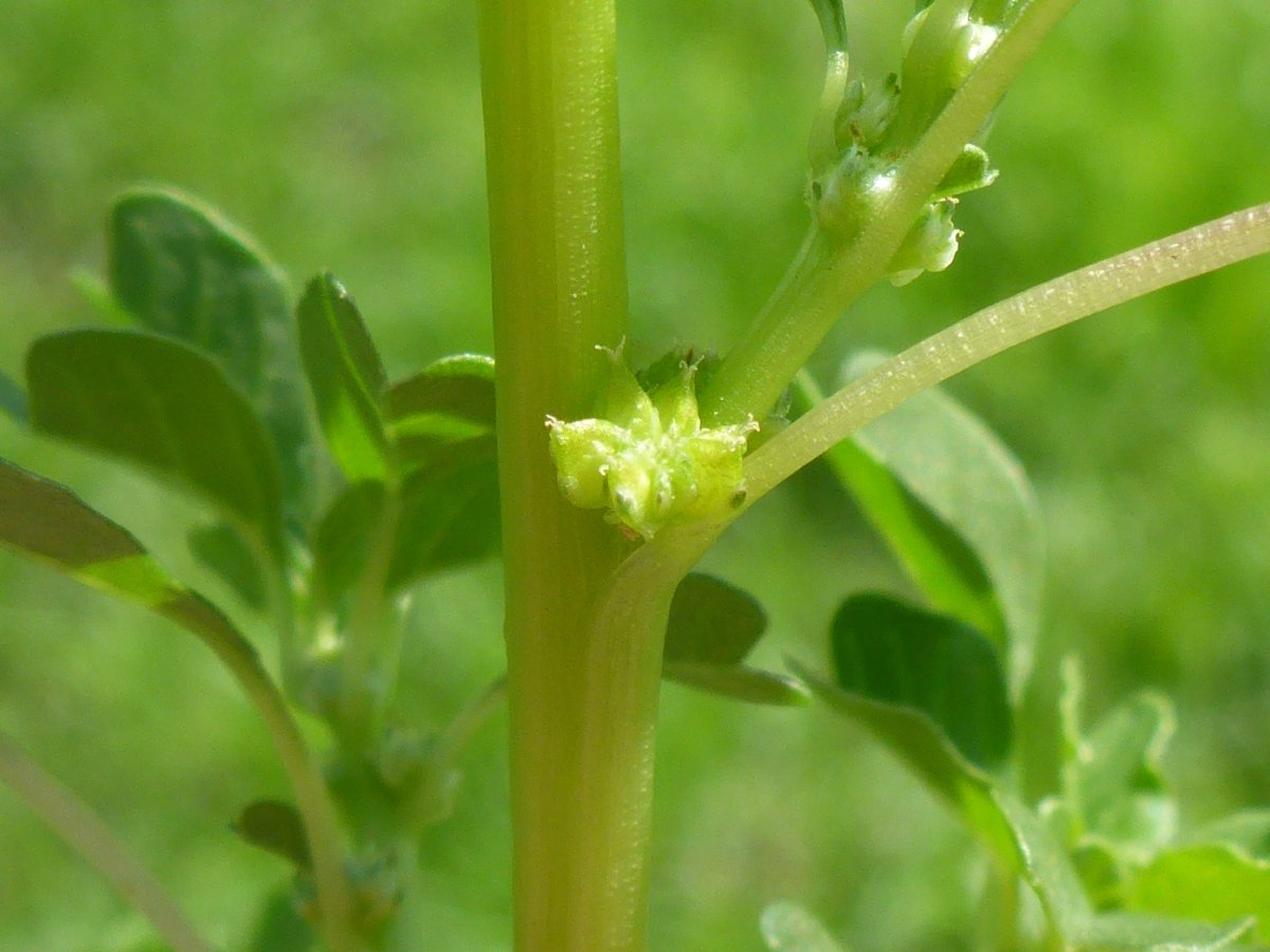 Amaranthus blitum