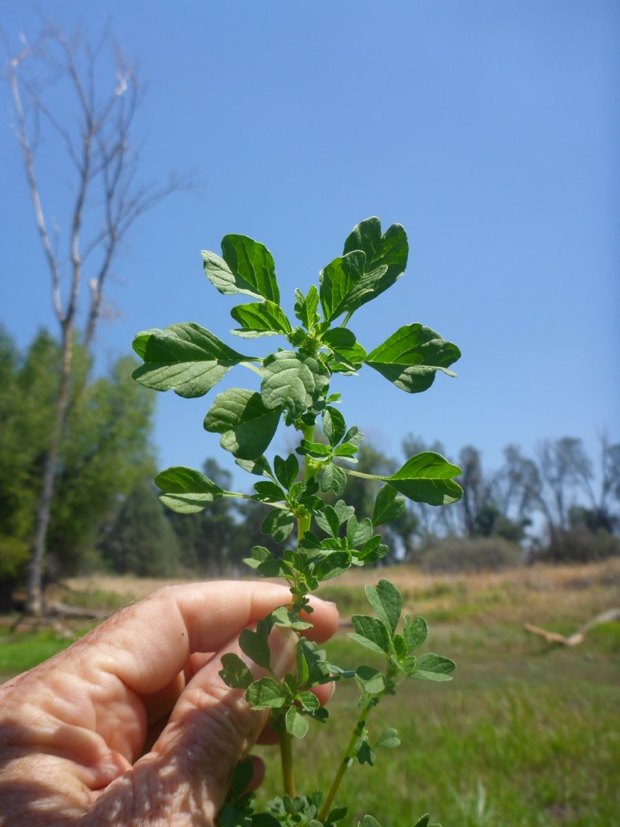 Amaranthus blitum