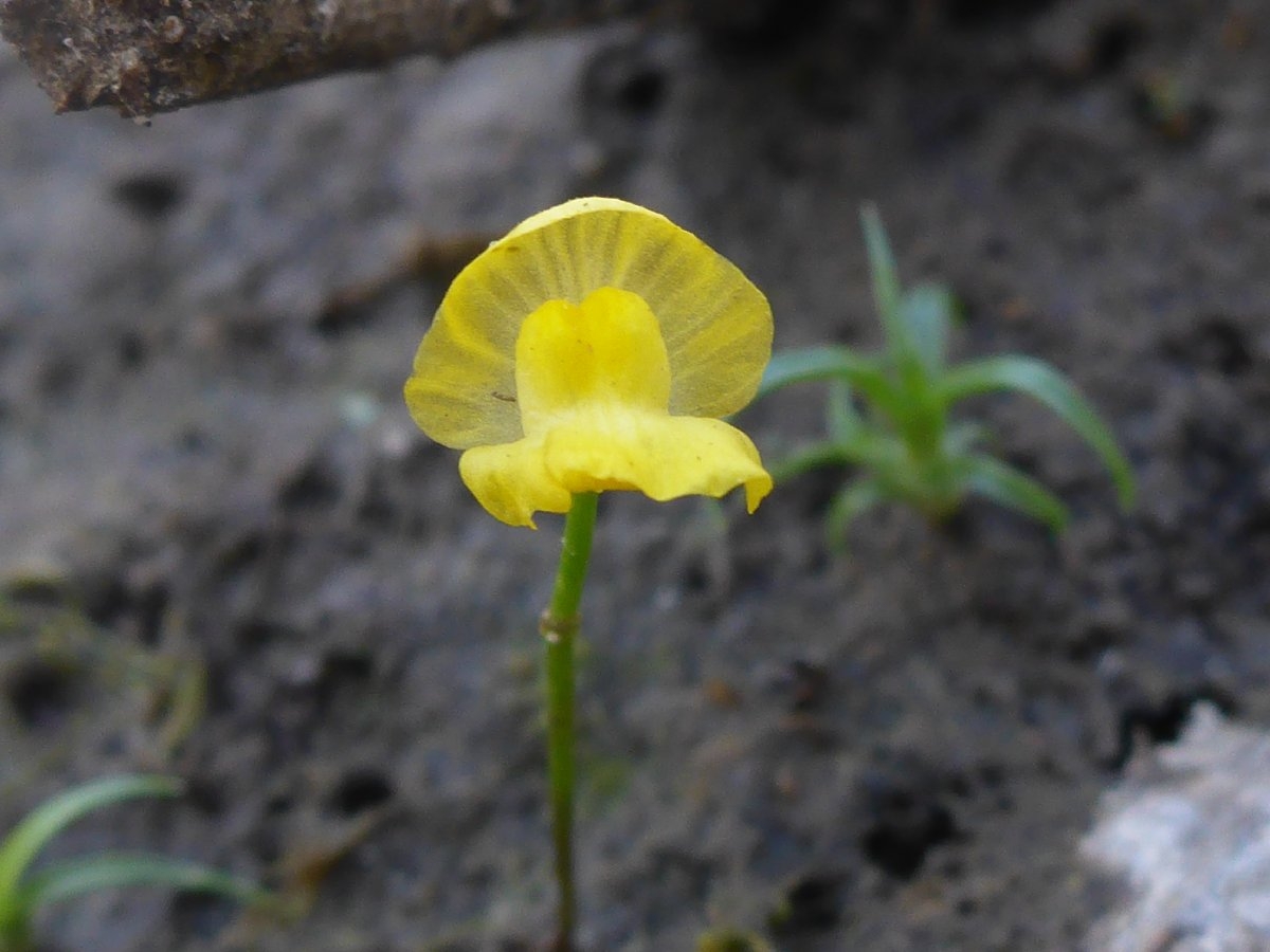 Utricularia gibba