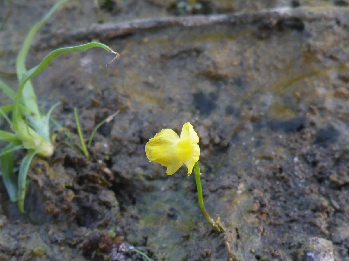 Utricularia gibba