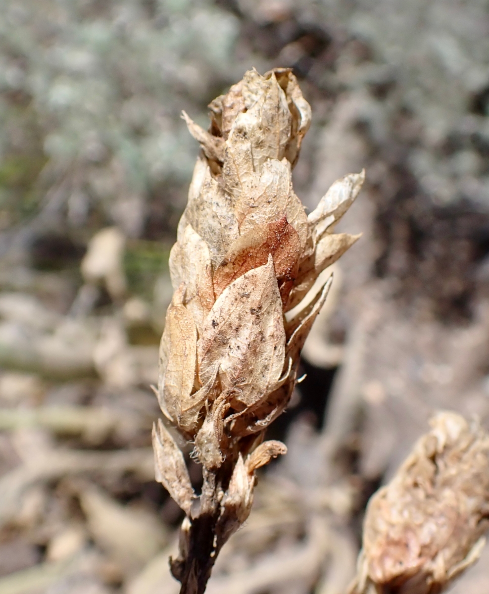 Orthocarpus cuspidatus ssp. copelandii