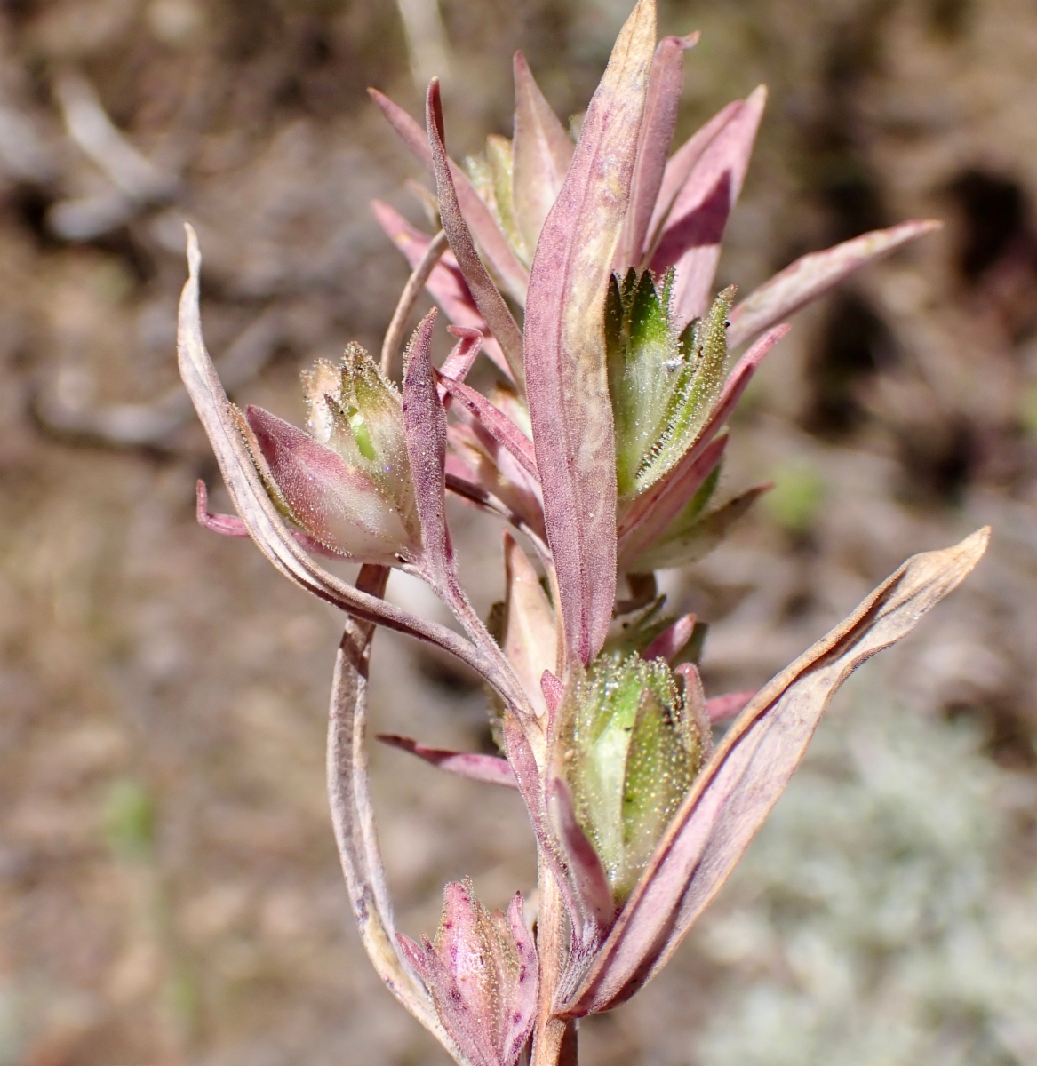 Orthocarpus cuspidatus ssp. copelandii